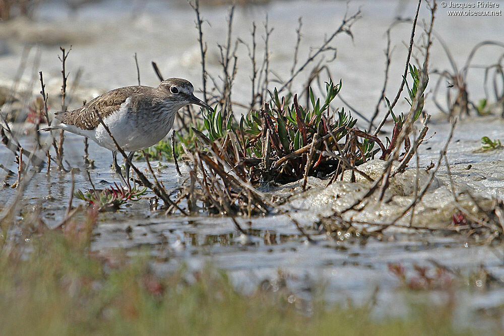 Common Sandpiperadult