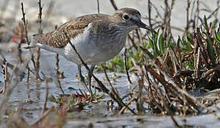 Common Sandpiper