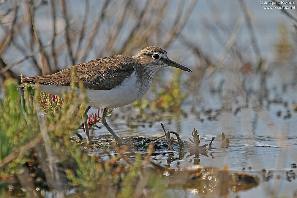 Common Sandpiperadult