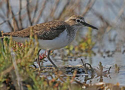 Common Sandpiper