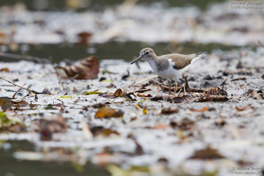 Common Sandpiperadult, identification, walking