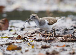 Common Sandpiper