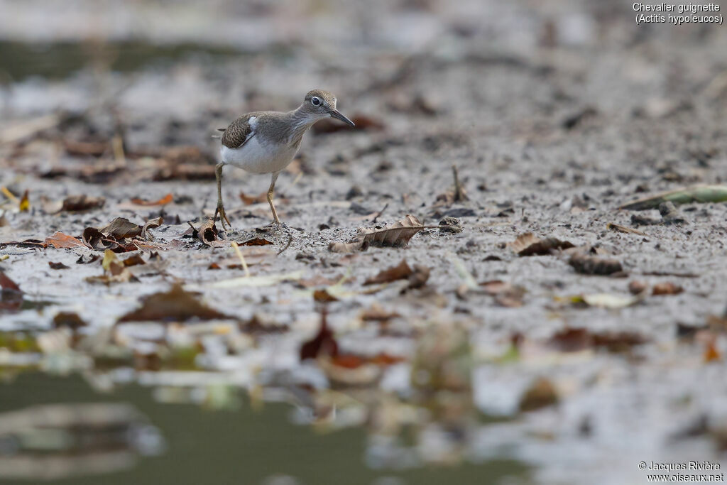 Common Sandpiperadult, identification, walking