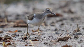 Common Sandpiper