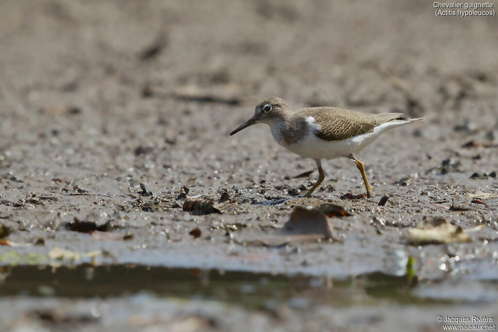 Common Sandpiperadult, identification