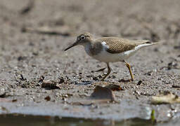 Common Sandpiper