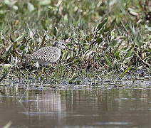 Wood Sandpiper