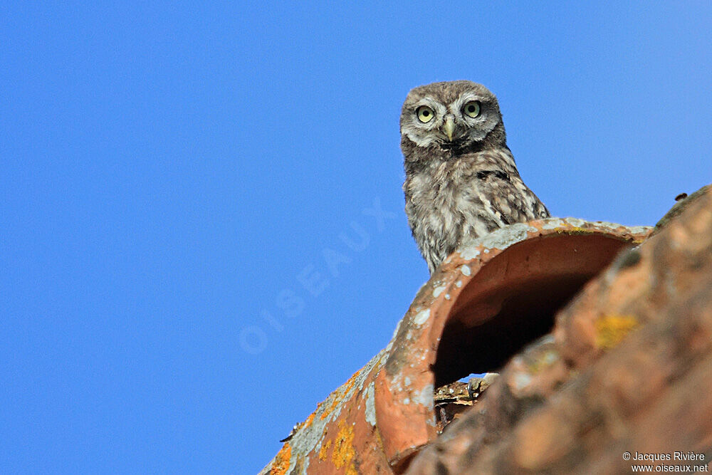 Little Owljuvenile