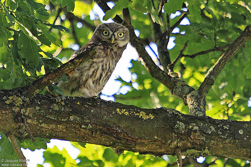 Little Owljuvenile