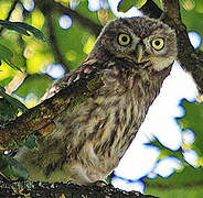 Little Owl