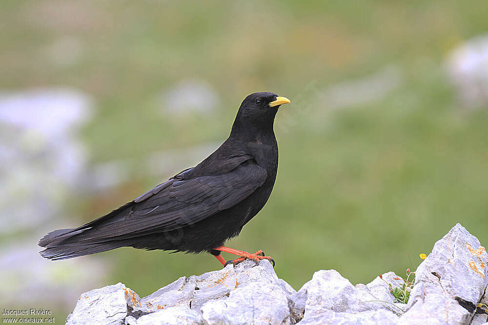 Alpine Choughadult breeding, identification