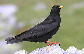 Alpine Chough