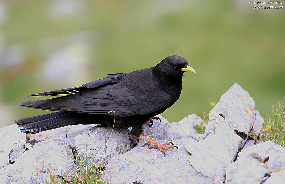 Alpine Choughadult breeding