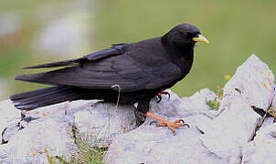 Alpine Chough