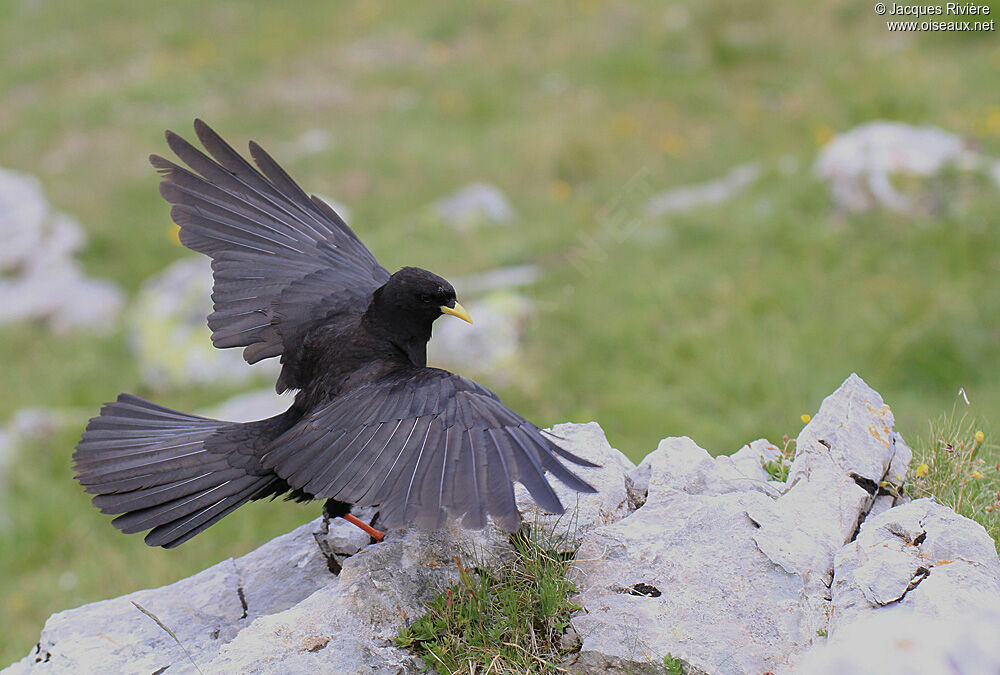 Alpine Choughadult breeding