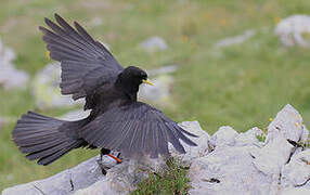 Alpine Chough