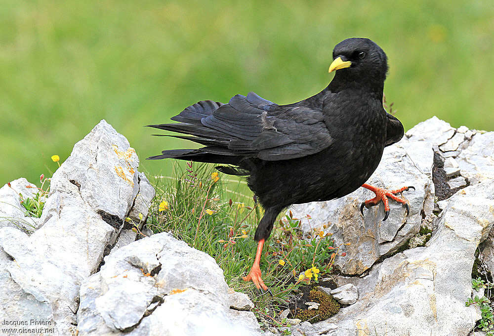 Chocard à bec jauneadulte nuptial, habitat, pigmentation, Comportement