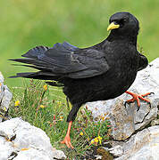 Alpine Chough