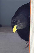 Alpine Chough