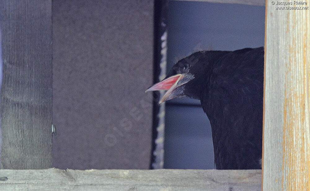 Alpine ChoughFirst year