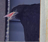 Alpine Chough