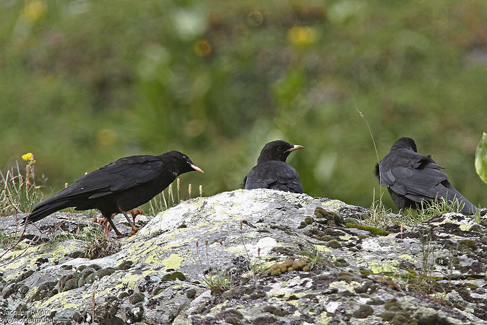 Chocard à bec jaunejuvénile, identification