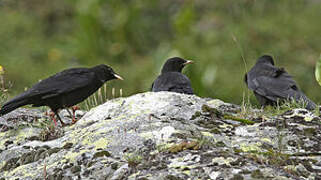 Alpine Chough