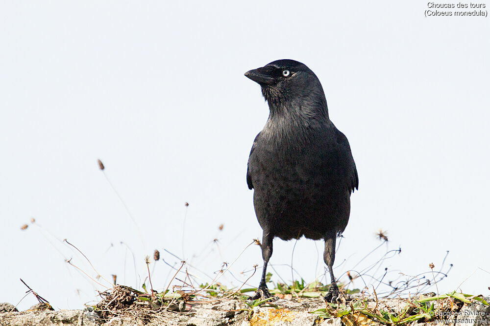 Western Jackdawadult breeding, identification