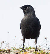 Western Jackdaw