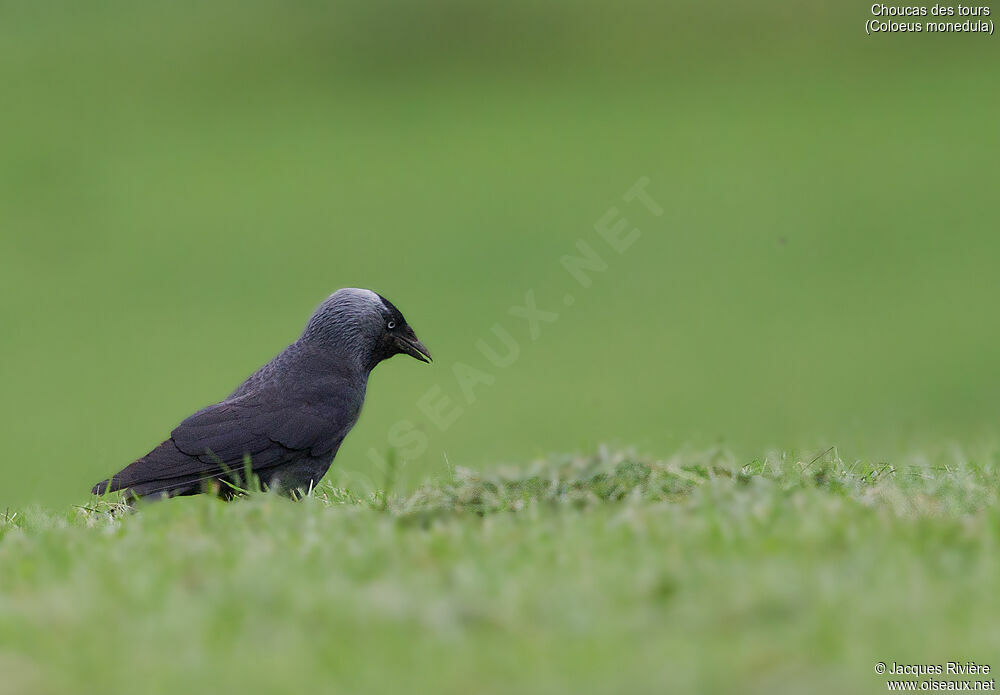 Choucas des toursadulte nuptial, identification, marche