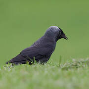 Western Jackdaw