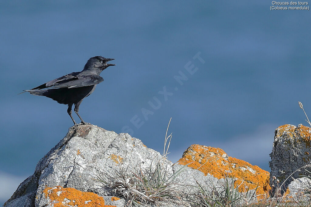 Western Jackdawadult post breeding, identification