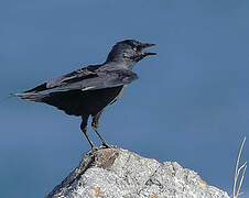 Western Jackdaw