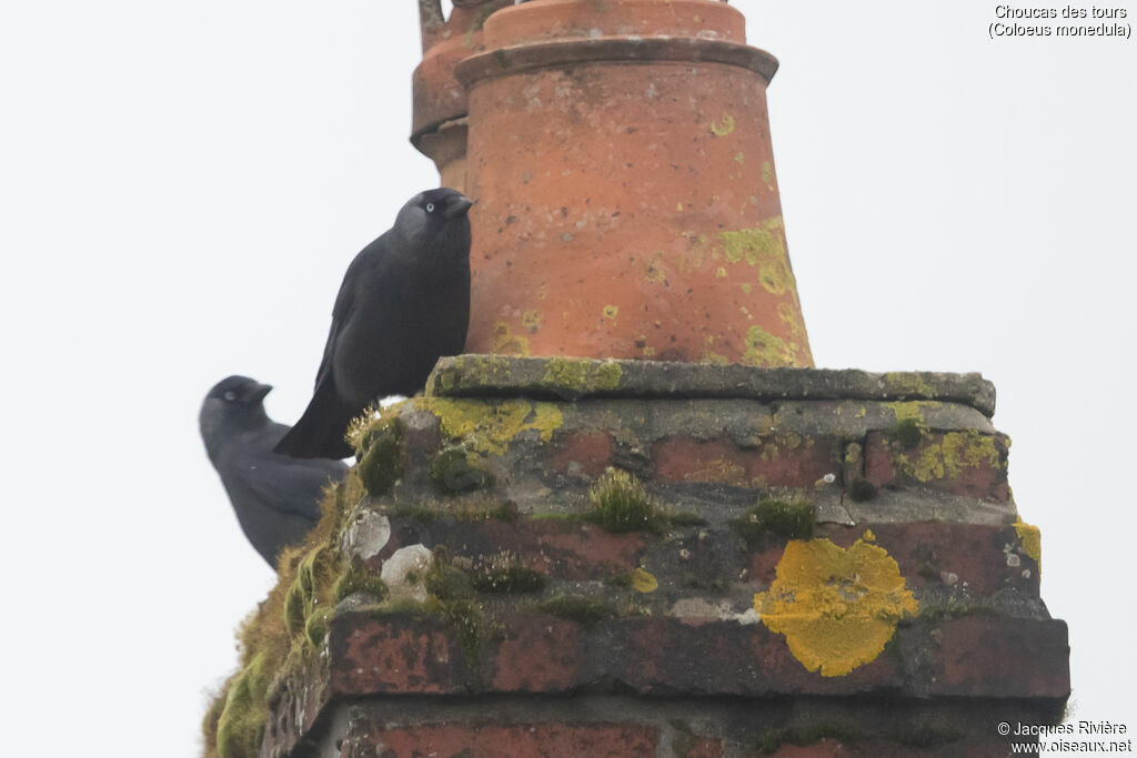 Choucas des tours