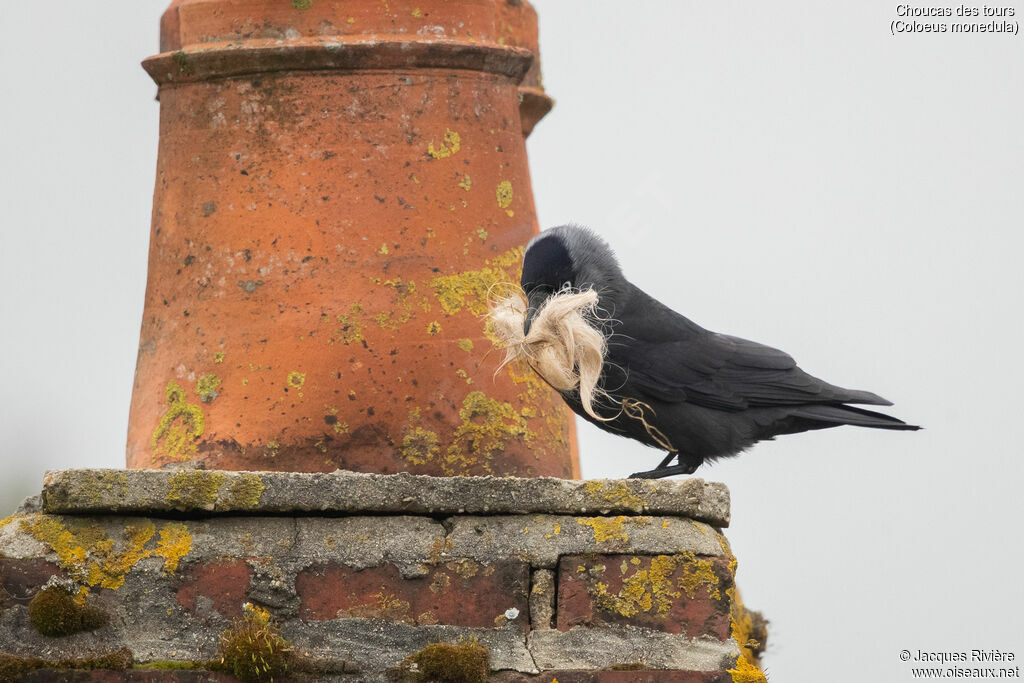 Choucas des toursadulte nuptial, identification, Nidification