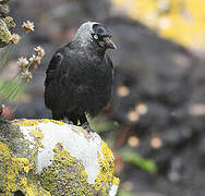 Western Jackdaw