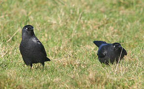 Western Jackdaw