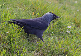 Western Jackdaw