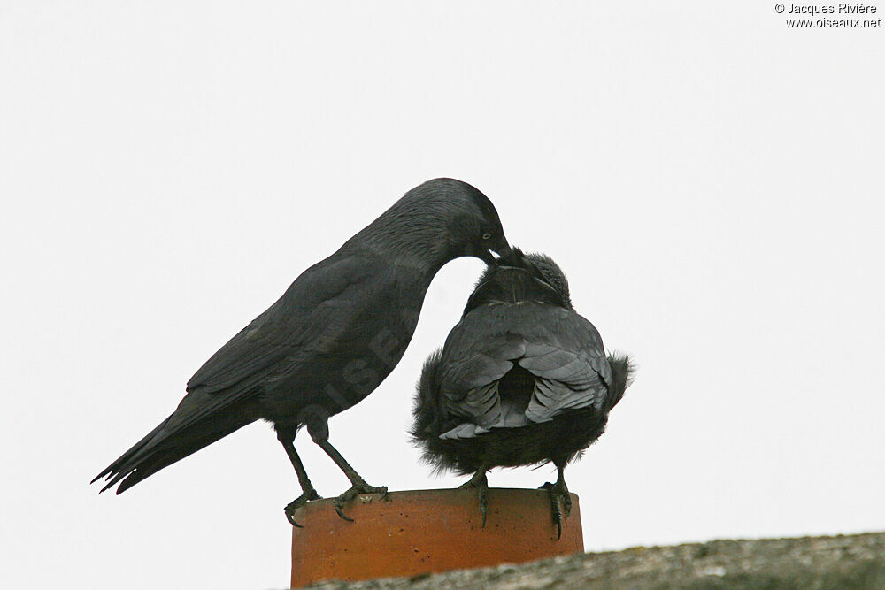 Western Jackdaw