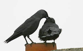 Western Jackdaw