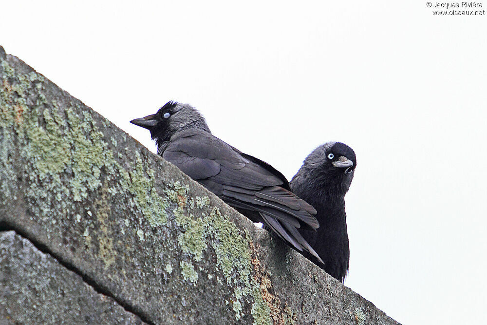 Western Jackdaw adult breeding