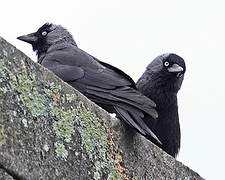 Western Jackdaw