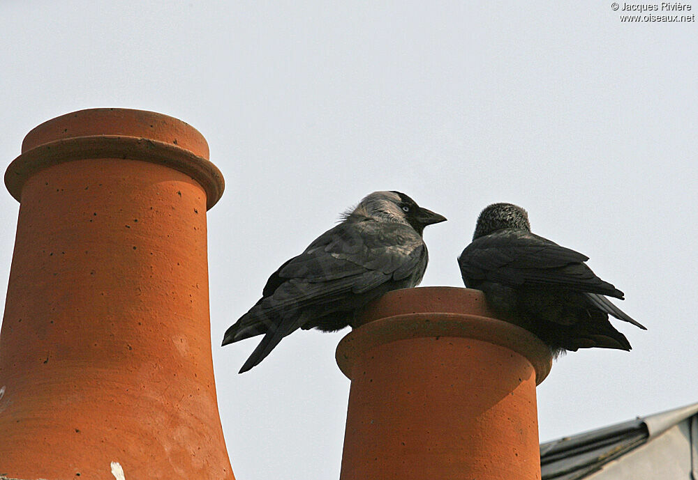 Western Jackdaw 