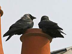 Western Jackdaw