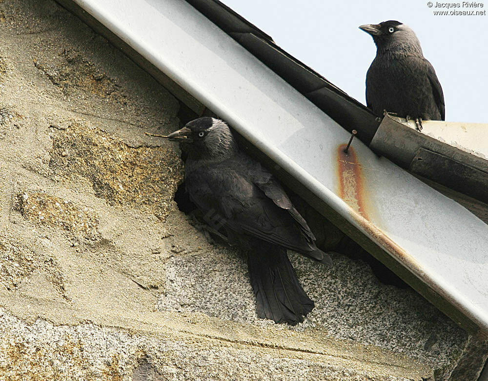 Western Jackdaw , Reproduction-nesting