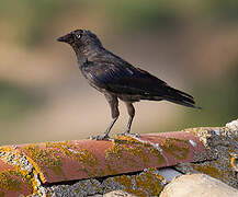 Western Jackdaw