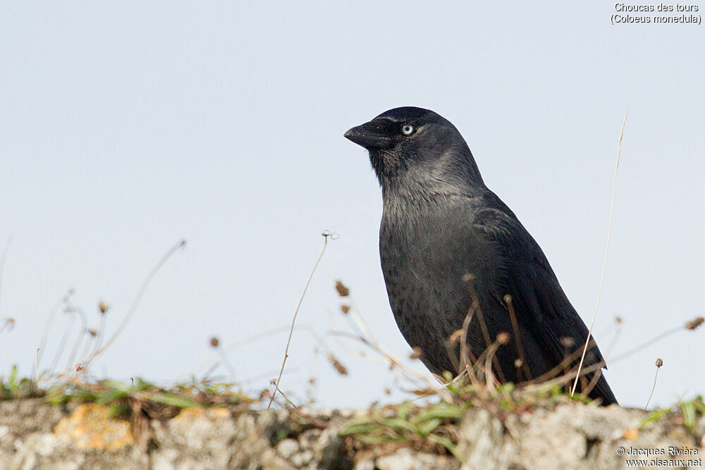 Western Jackdawadult breeding, identification