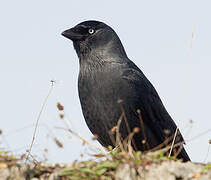 Western Jackdaw