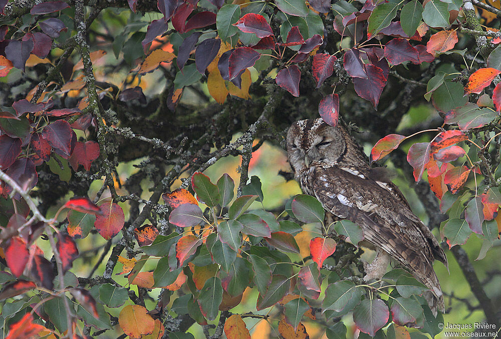 Tawny Owladult breeding