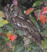 Tawny Owl